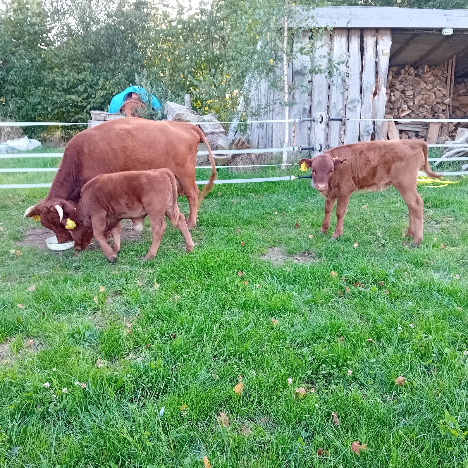 Te koop, Dexter vaarsje en stier kalfje, en zwarte vaars., Meerdere dieren, 0 tot 2 jaar