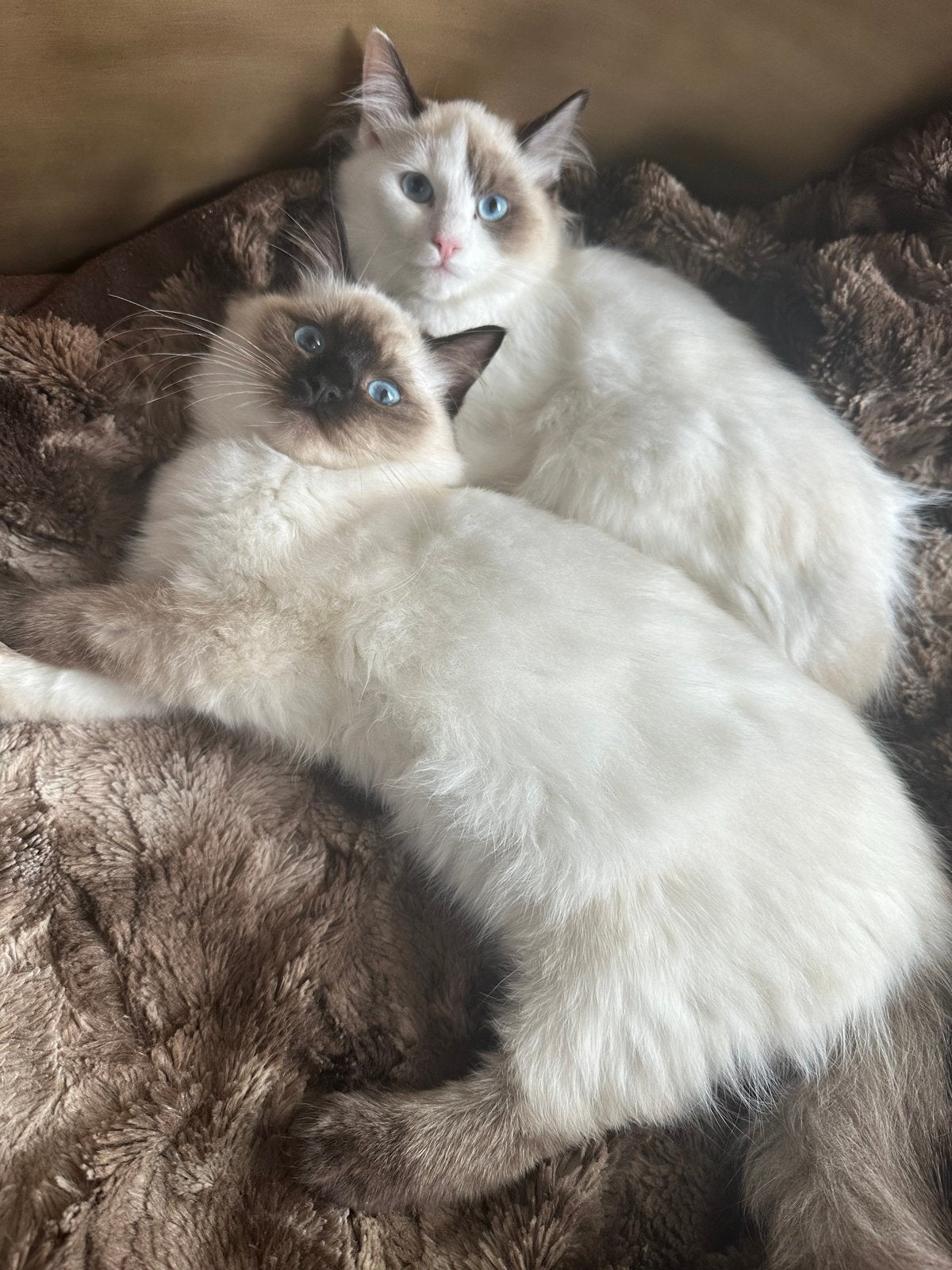 2 Ragdoll zusjes 1 jaar oud!, Poes