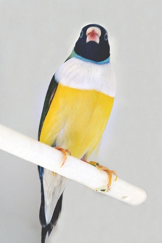 Gezocht: Gouldamadine Zwartkop witborst, Dieren en Toebehoren, Mannelijk, Tropenvogel