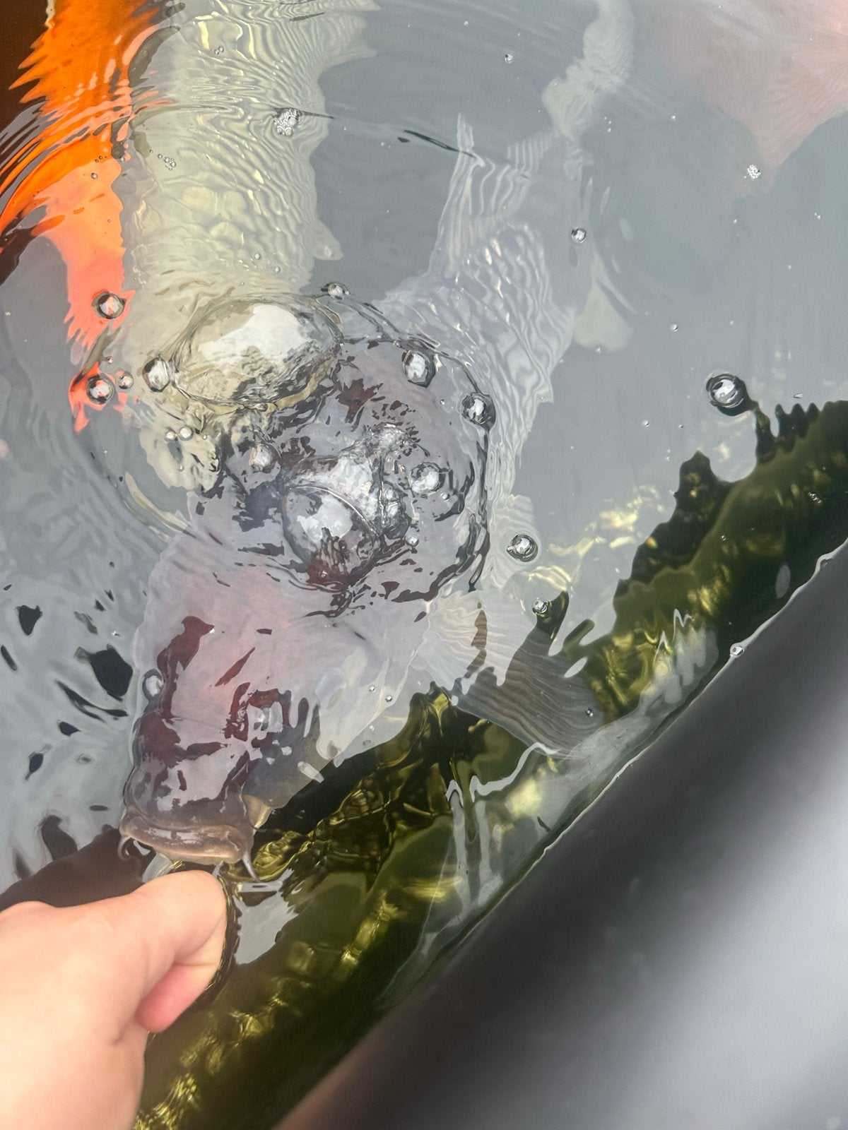 10 grote koi’s te koop, Dieren en Toebehoren, Vissen | Vijvervissen, Karper of Koi