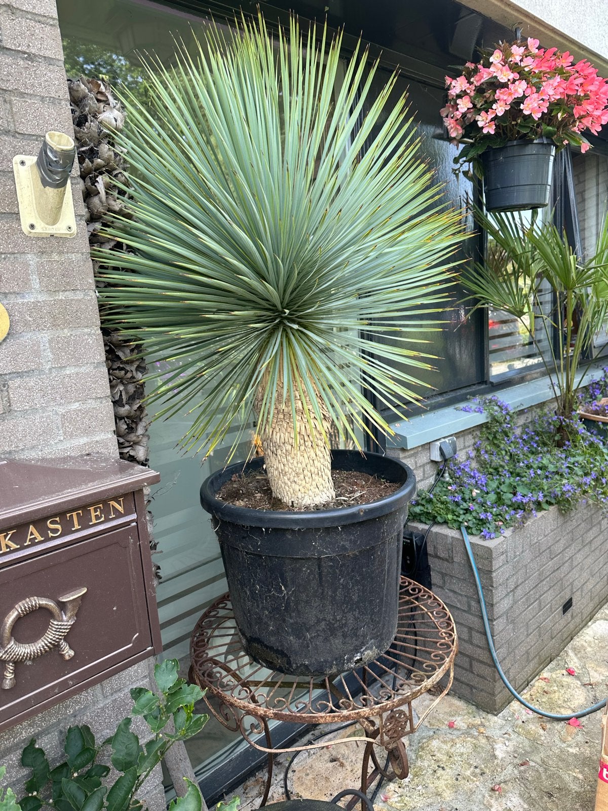 Grote Yucca Rostrata in pot - Winterharde palmlelie, Overige soorten, Volle zon, Vaste plant, Ophalen of Verzenden
