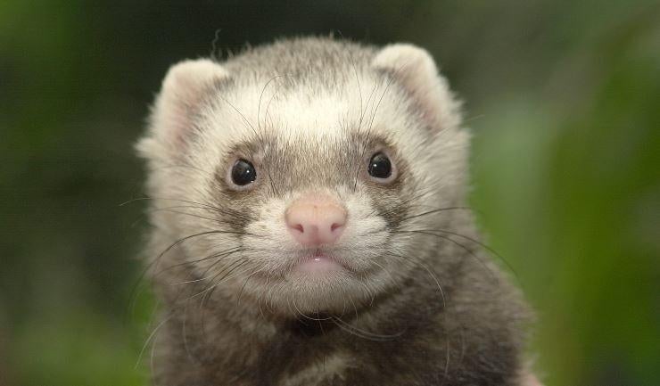 Gezocht: frettenpup (ram) binnen opgegroeid, Dieren en Toebehoren, Overige Dieren, Mei, Mannelijk