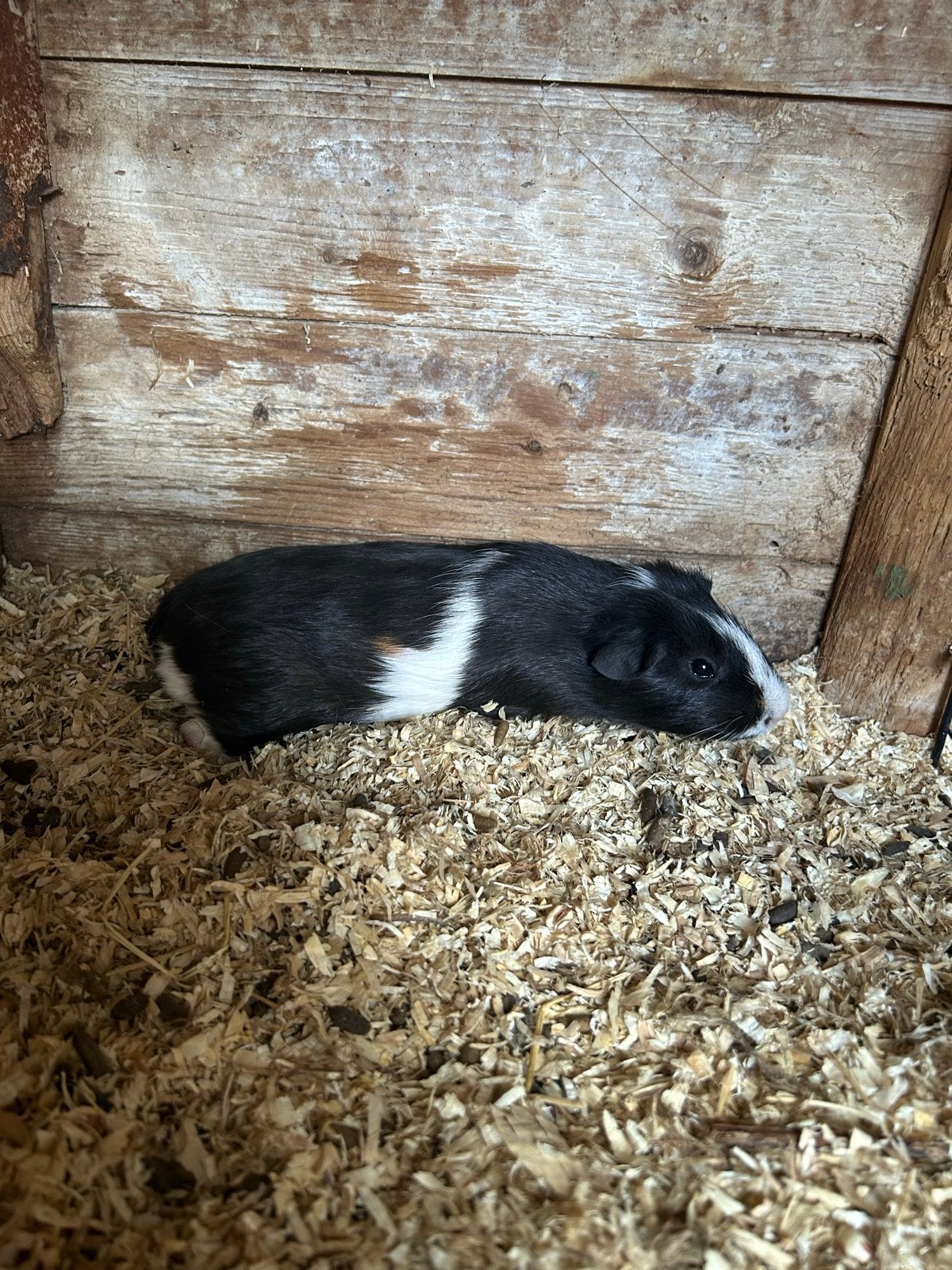 Cavia, Dieren en Toebehoren, Knaagdieren, Mei, Mannelijk, Cavia