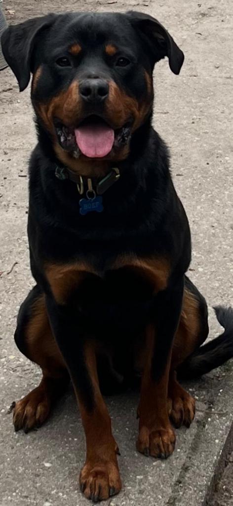 Rottweiler, Dieren en Toebehoren, Honden | Niet-rashonden, Reu, 1 tot 2 jaar, Eén hond, Nederland