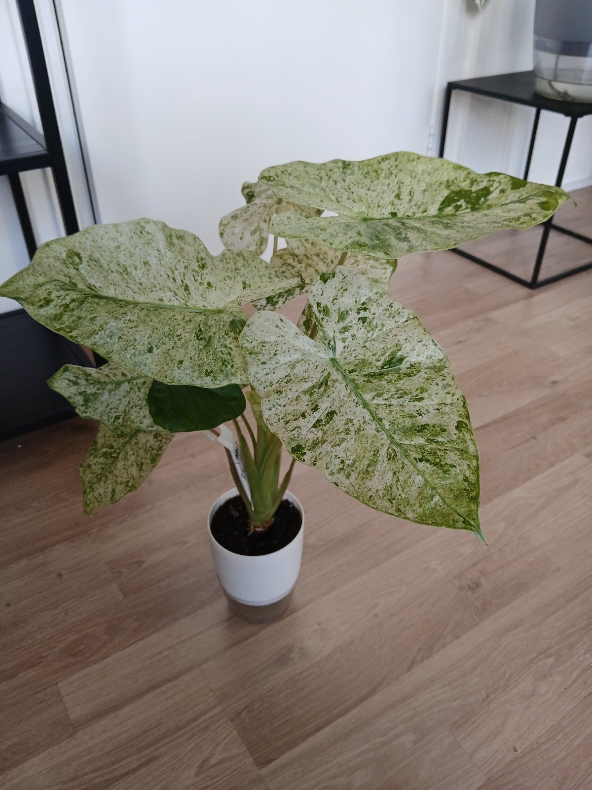 Alocasia Macrorrhiza Splash, Huis en Inrichting, Kamerplanten, Ophalen of Verzenden, Halfschaduw, Minder dan 100 cm