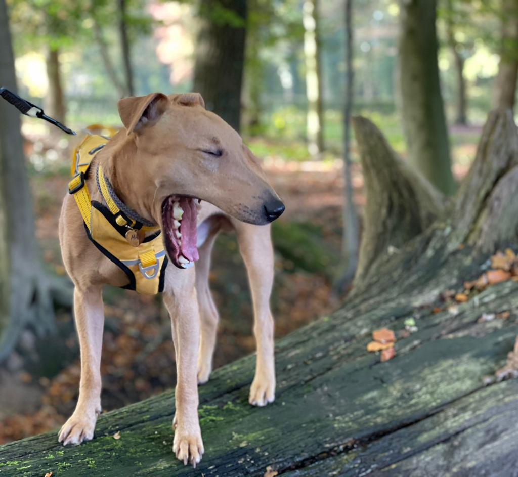 Max, Dieren en Toebehoren, Honden | Niet-rashonden, Reu, 1 tot 2 jaar, Parvo, Eén hond