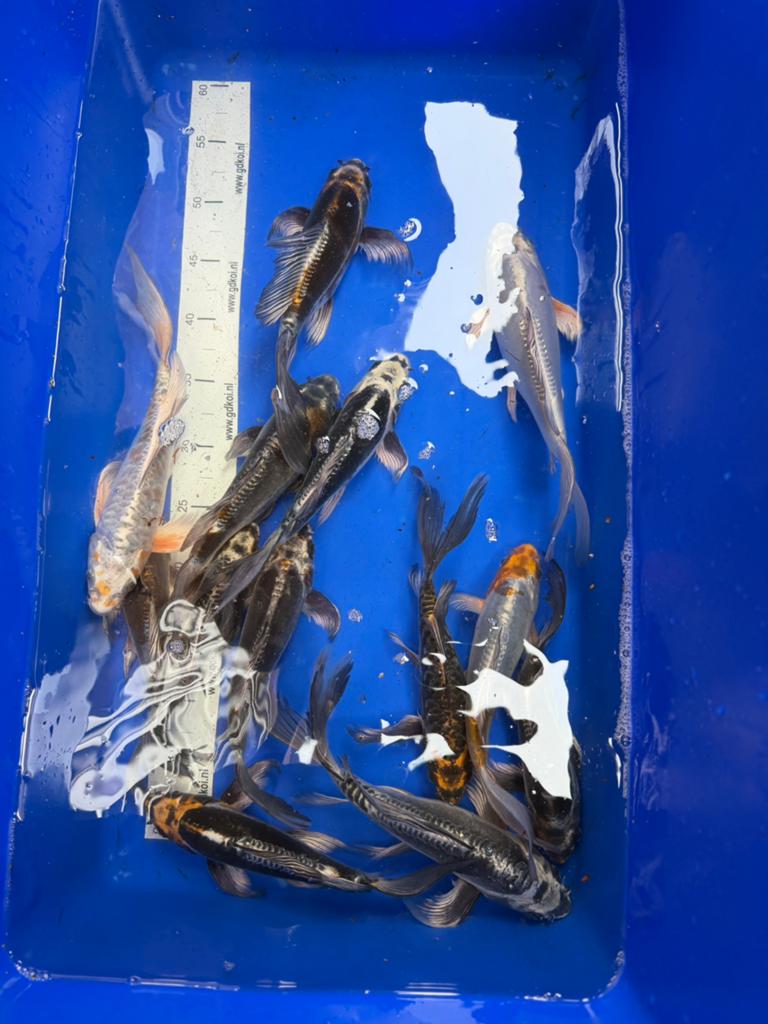 Koi karpers te koop, Dieren en Toebehoren, Vis