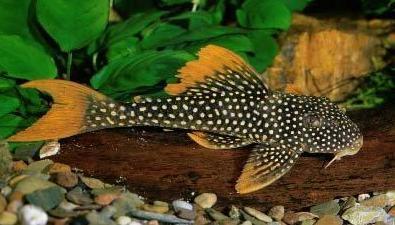 L-Nummers: L014 Scobinancistrus aureatus, Dieren en Toebehoren, Vissen | Aquariumvissen, Vis, Zoetwatervis