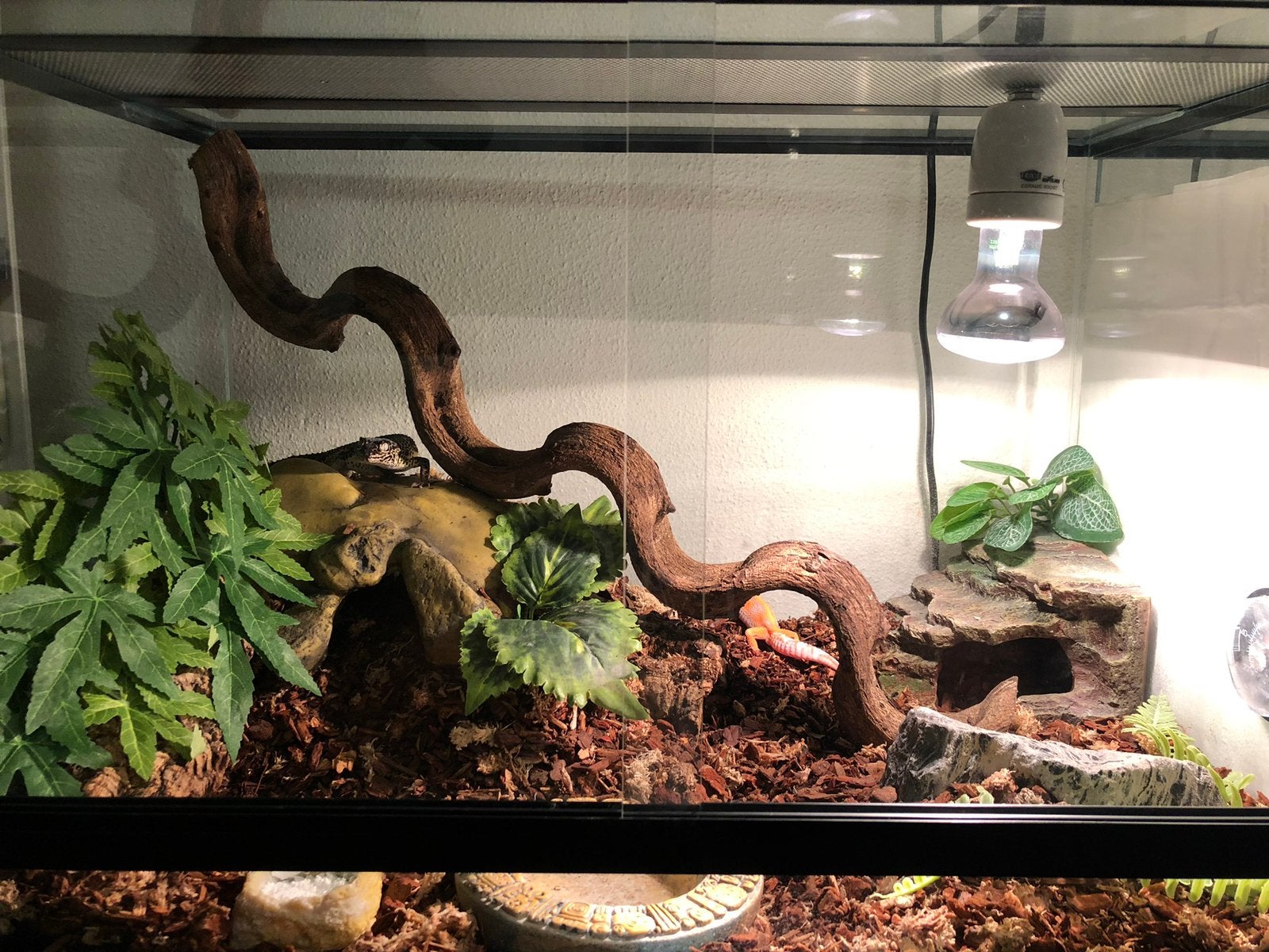 Compleet terrarium met 2 luipaardgekko’s vrouwtjes, Dieren en Toebehoren, Ophalen, Gebruikt, Terrarium of Paludarium
