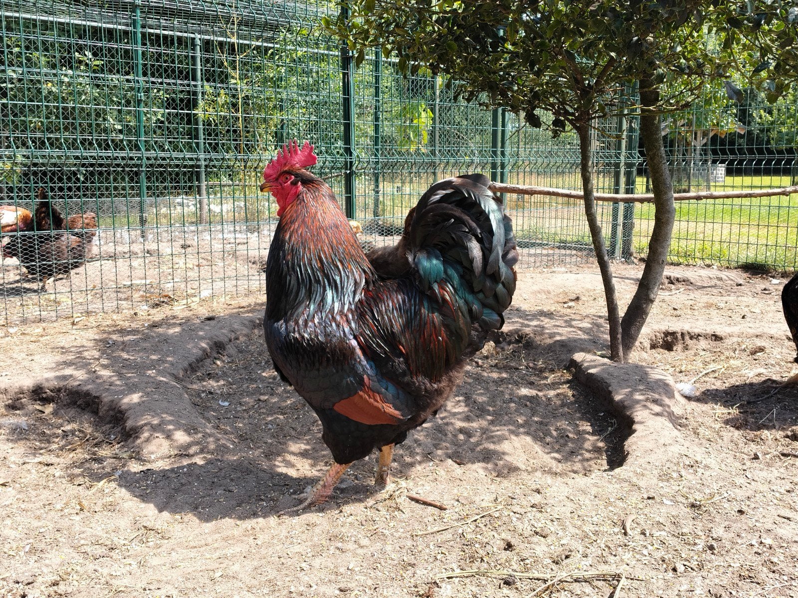 Broedeieren grote barnevelder dubbelgezoomd, Dieren en Toebehoren, Geslacht onbekend, Kip