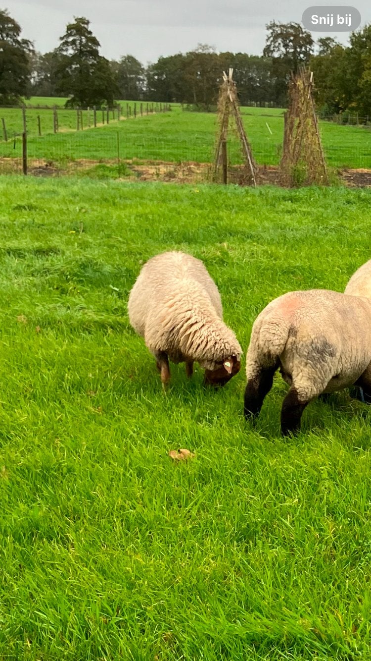 75% solognote en 25% melkschaap dek ram, Dieren en Toebehoren, Mannelijk, Schaap, 0 tot 2 jaar
