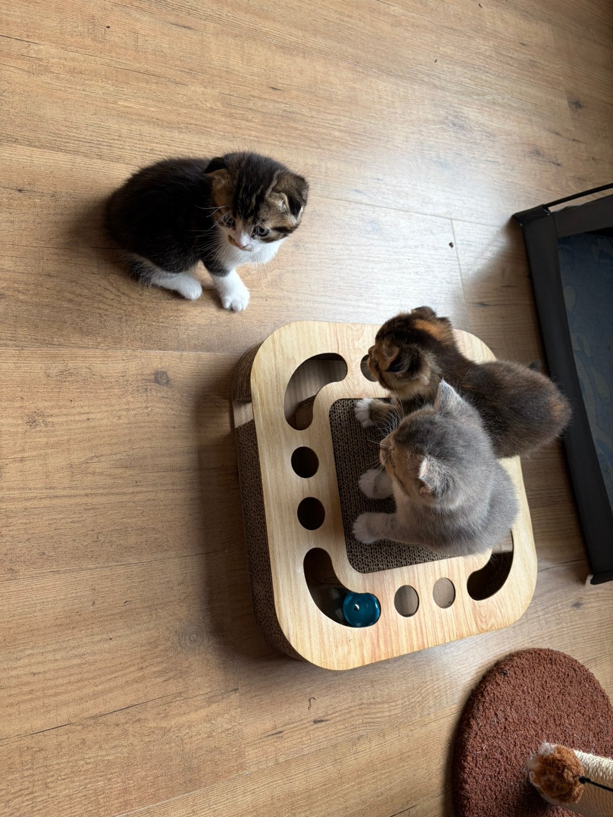 Kleine Schotse katten, Dieren en Toebehoren, Katten en Kittens | Overige Katten, Kater