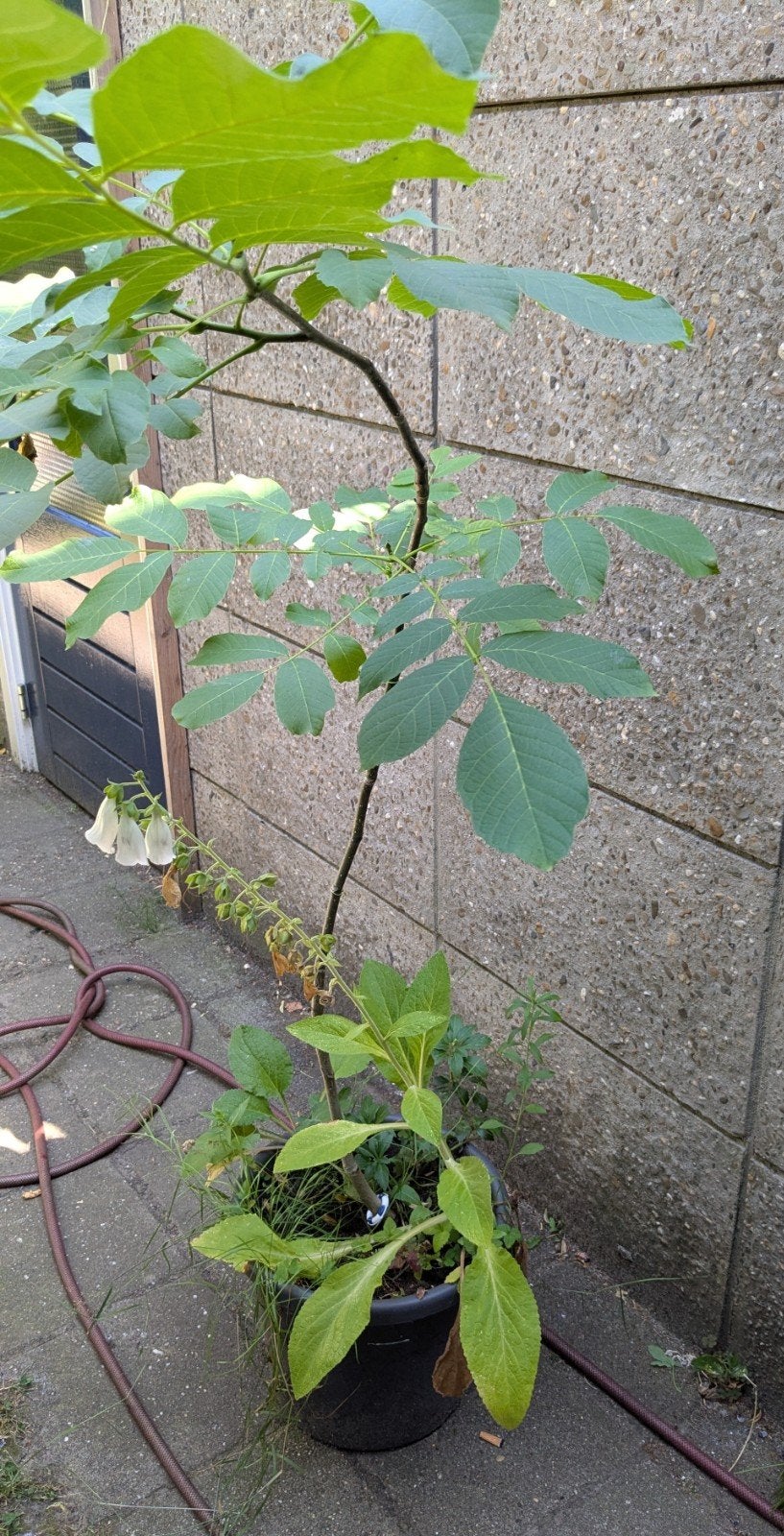 Walnoot boompje, Tuin en Terras, Overige soorten, 100 tot 250 cm, Zomer, Ophalen