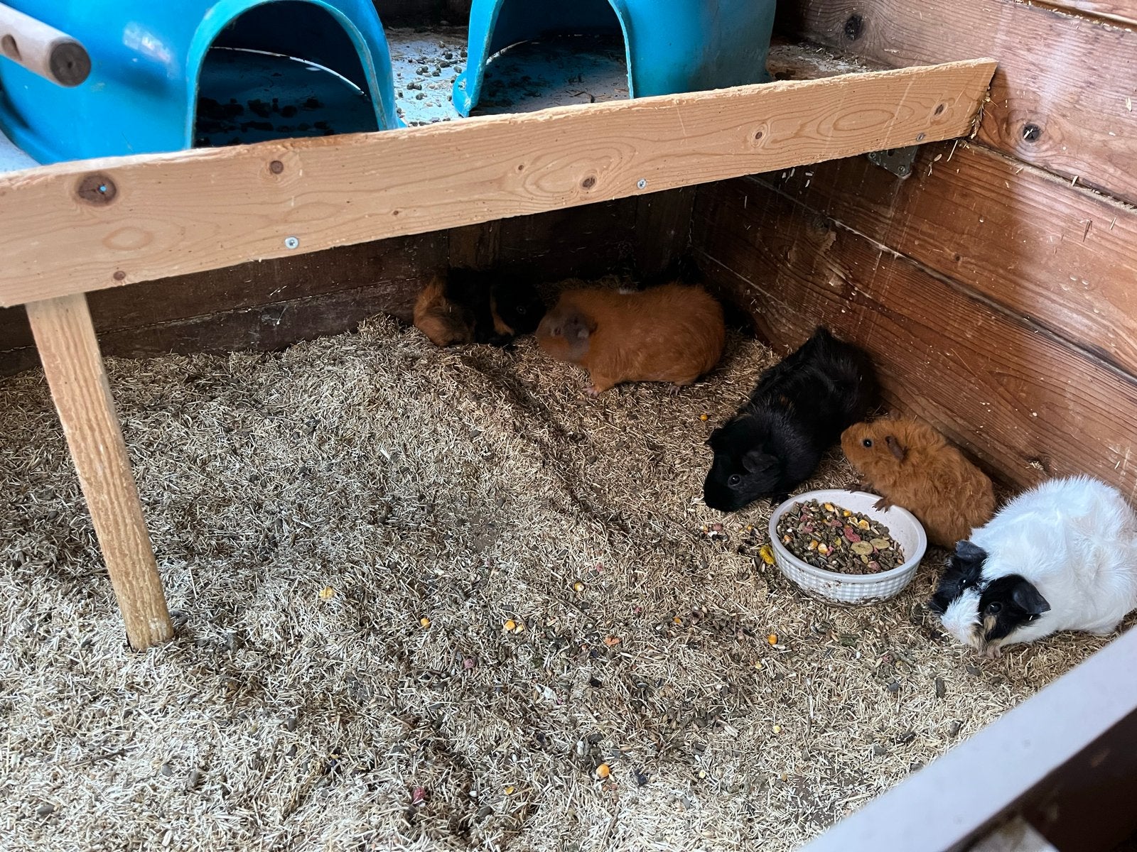 Diversen cavias, Cavia, Juli, Vrouwelijk, Tam