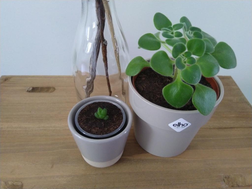 Tree of love plant/Haworthia Cooperi Baker/vaas + decoratie, Ophalen, Halfschaduw, Minder dan 100 cm
