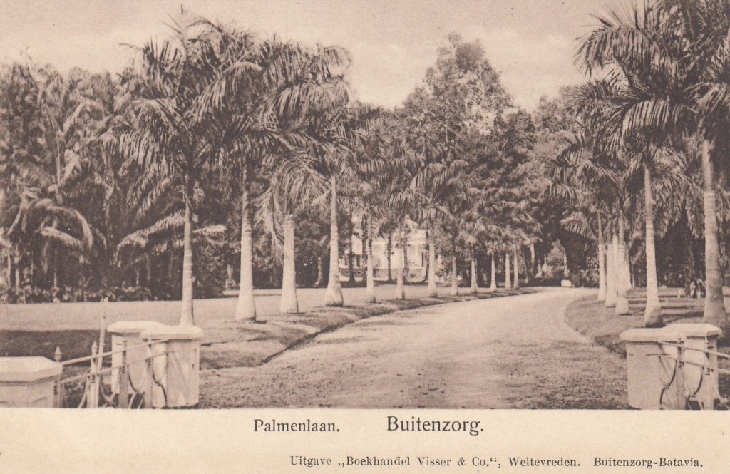 Ned.Indie - Buitenzorg - Palmenlaan, Verzamelen, Verzenden, 1920 tot 1940, Ongelopen, Buiten Europa