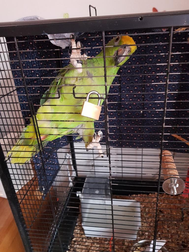 Amazonepapegaai 8 maanden geringd, Geslacht onbekend, Papegaai, Geringd