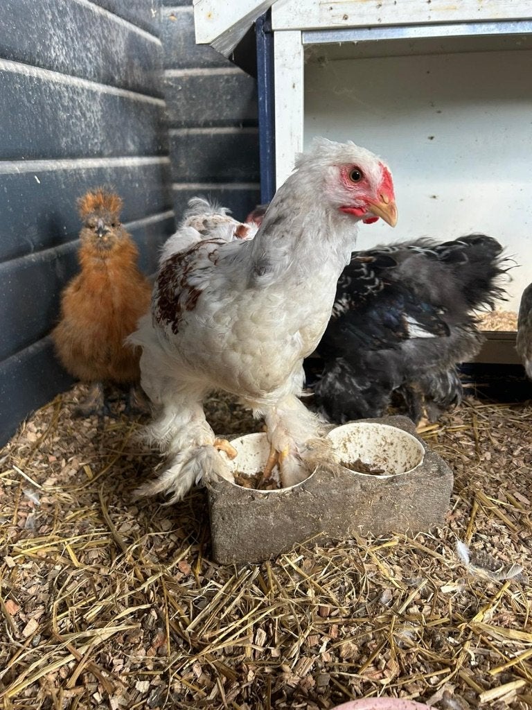 Haan, Dieren en Toebehoren, Pluimvee, Mannelijk, Kip