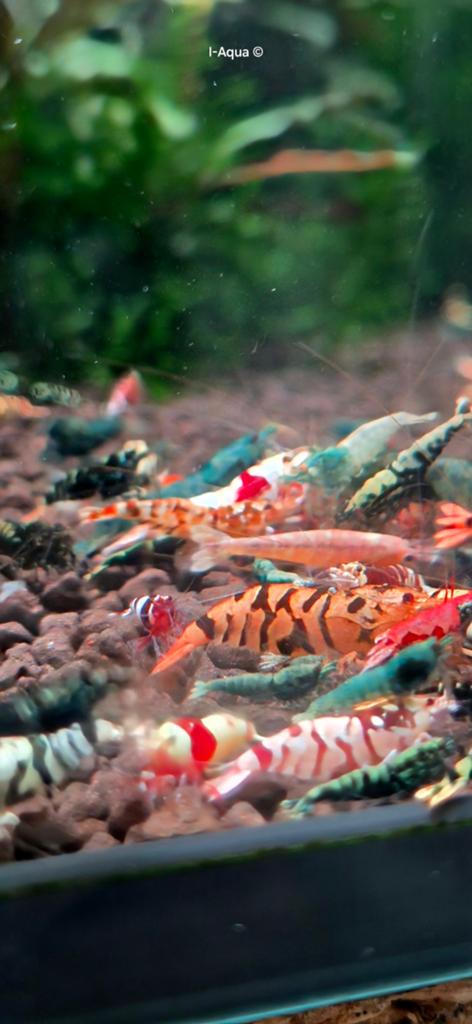 Foto 2 van Skittles caridina garnalen bezorging mix 10+5 gratis!