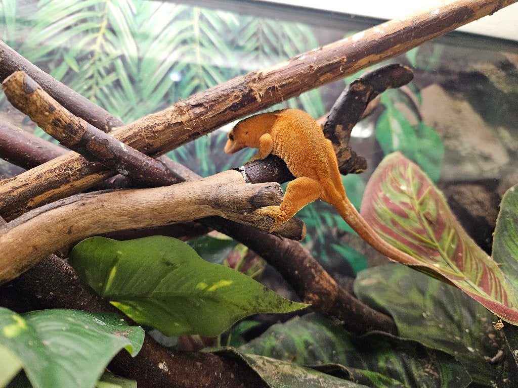 Correlophus ciliatus Wimpergekko's
