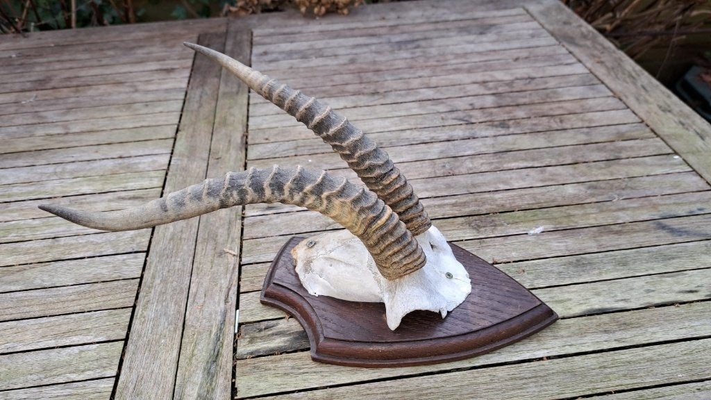 gazelle hoorns gewei antilope, Ophalen of Verzenden, Gebruikt, Wild dier, Gewei of Kop