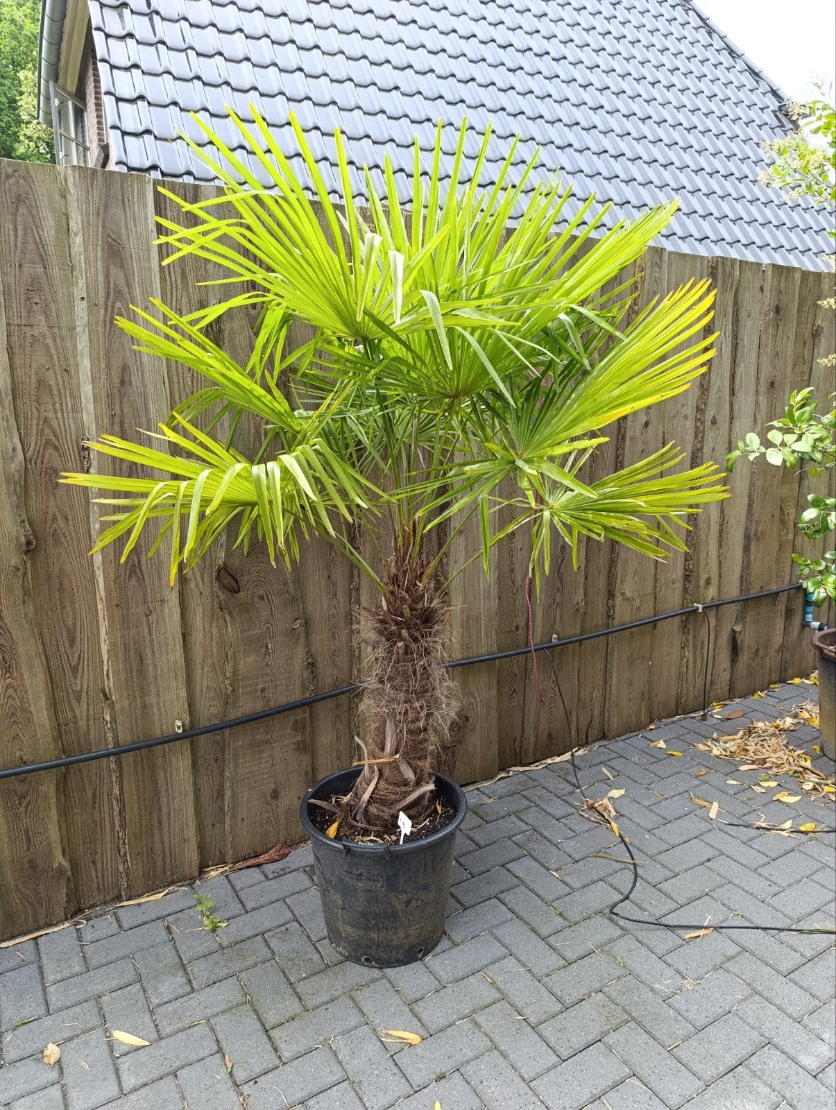 Trachycarpus Fortunei - Winterharde Palmboom, Tuin en Terras, Ophalen, Overige soorten, Volle zon