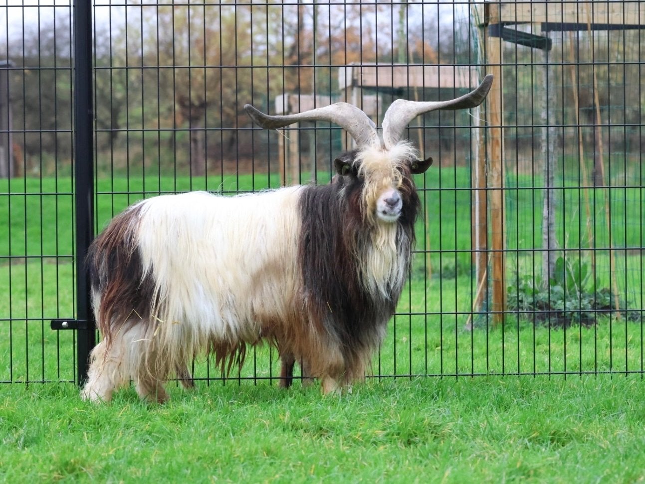 Zeer mooie landgeit dekbok., Dieren en Toebehoren, Mannelijk, Geit, 3 tot 5 jaar