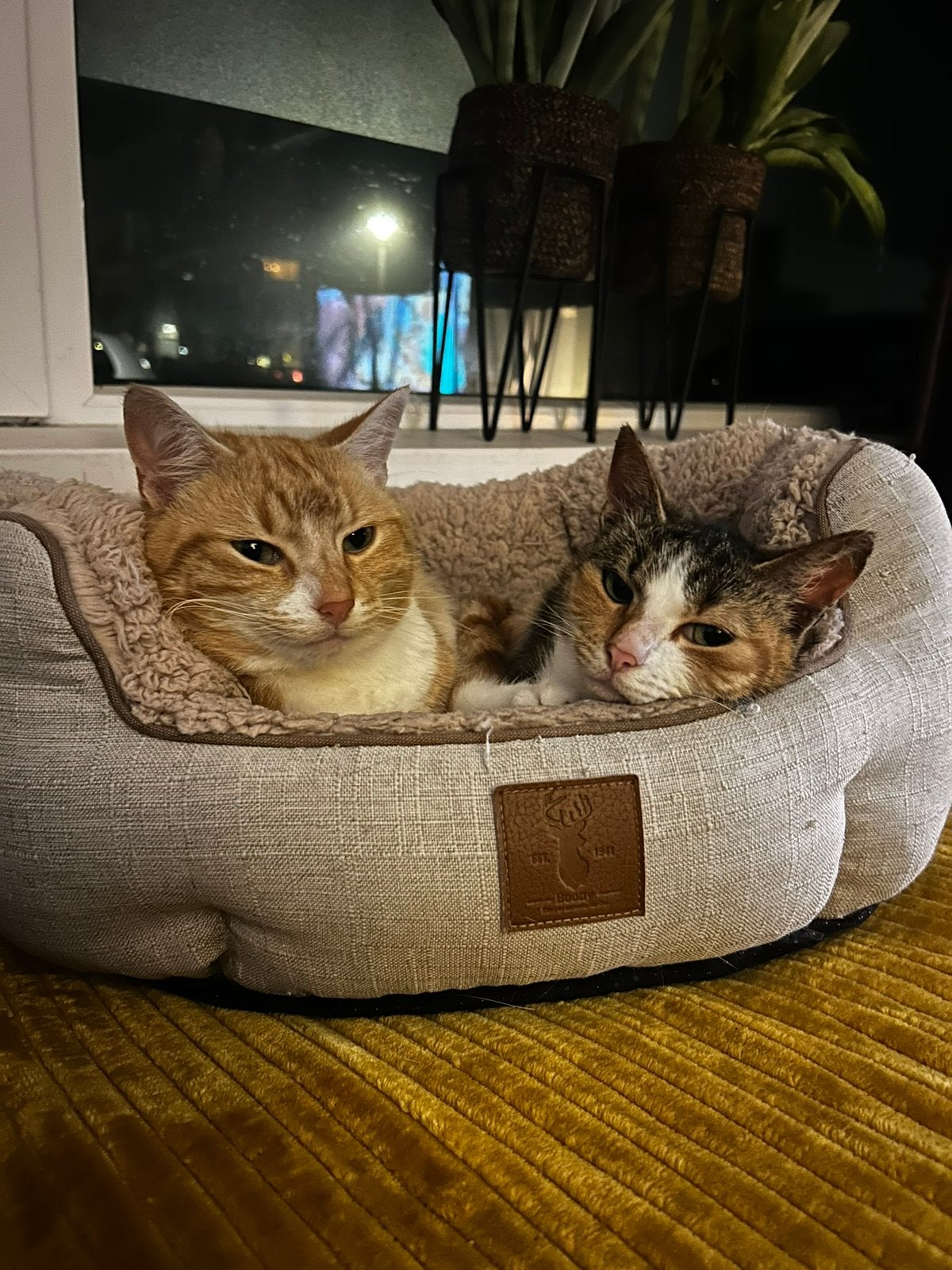 Lieve katten, kater & poes, Meerdere dieren