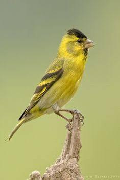 Gevraagd baardsijs man, Dieren en Toebehoren, Vogels | Overige Vogels, Mannelijk