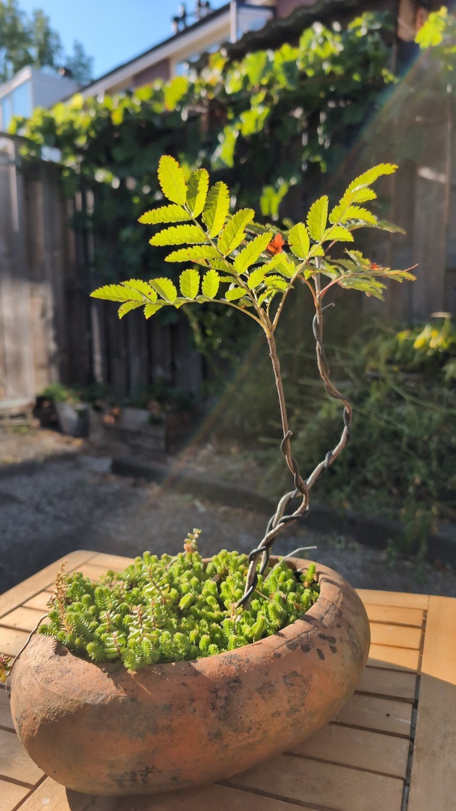 Lijsterbes (Sorbus aucuparia) - Jonge boompjes, Ophalen, Overige soorten, Volle zon