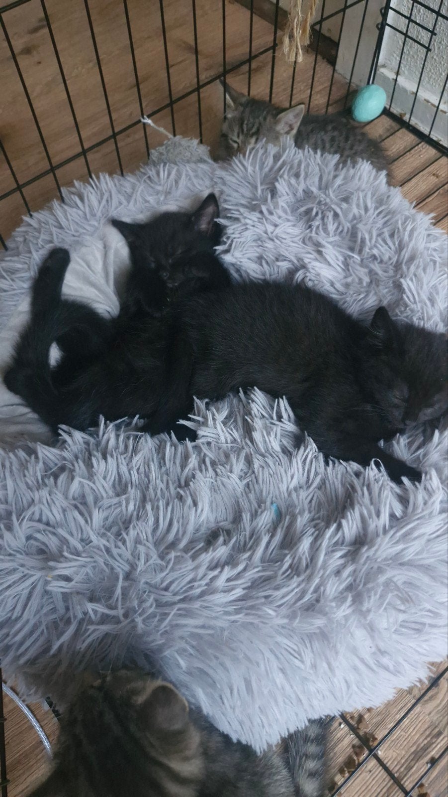 🐱Prachtige langharige kittens maine coon/britskorthaar🐱, Dieren en Toebehoren, Katten en Kittens | Raskatten | Langhaar, Meerdere dieren
