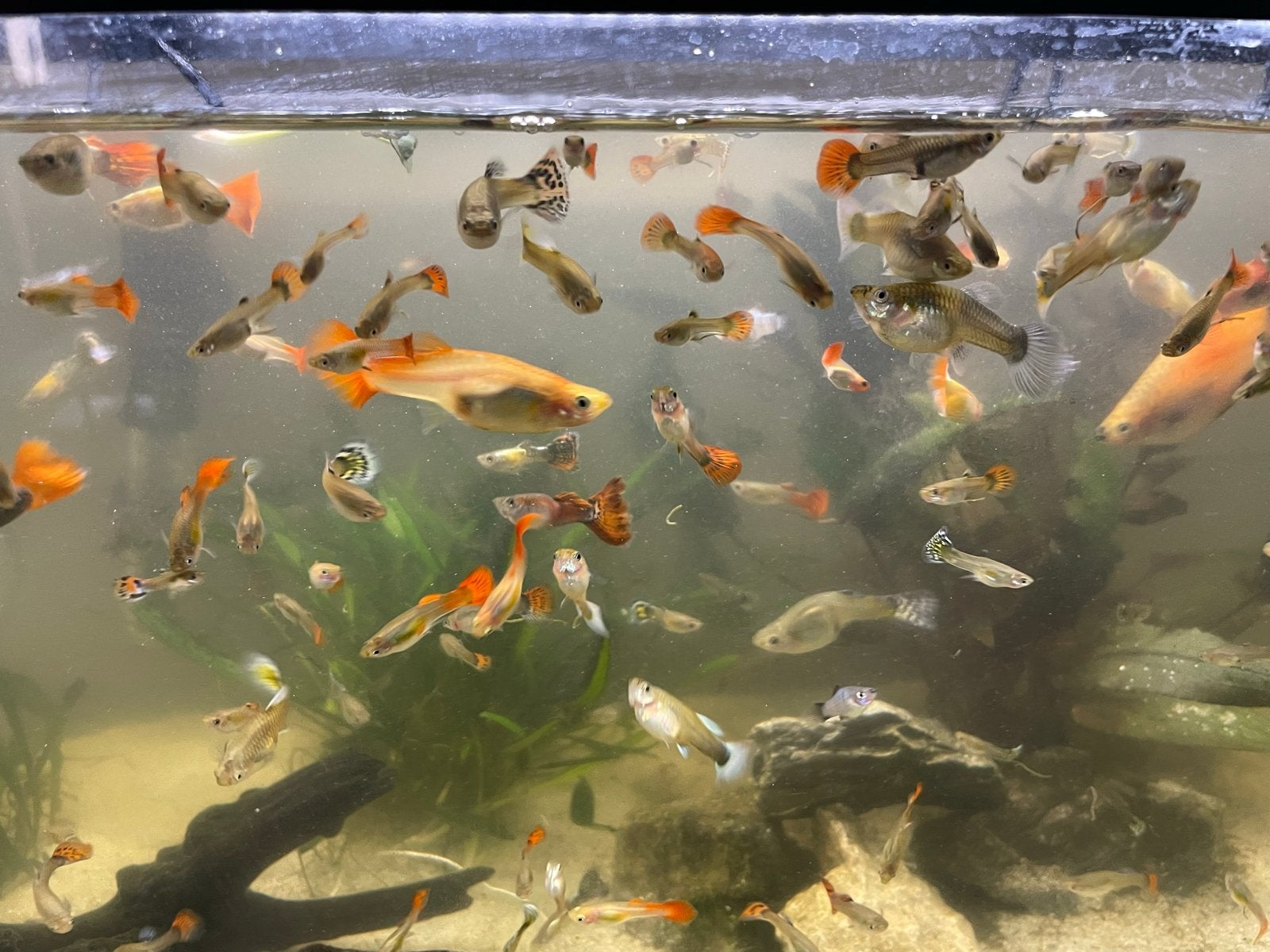 Meerdere jonge guppys te koop, Vis