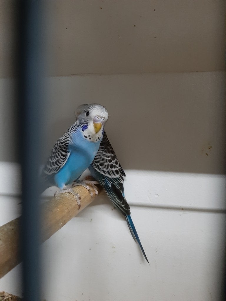 2 jonge Grasparkieten split blackface, Dieren en Toebehoren, Vogels | Parkieten en Papegaaien, Meerdere dieren, Parkiet, Geringd