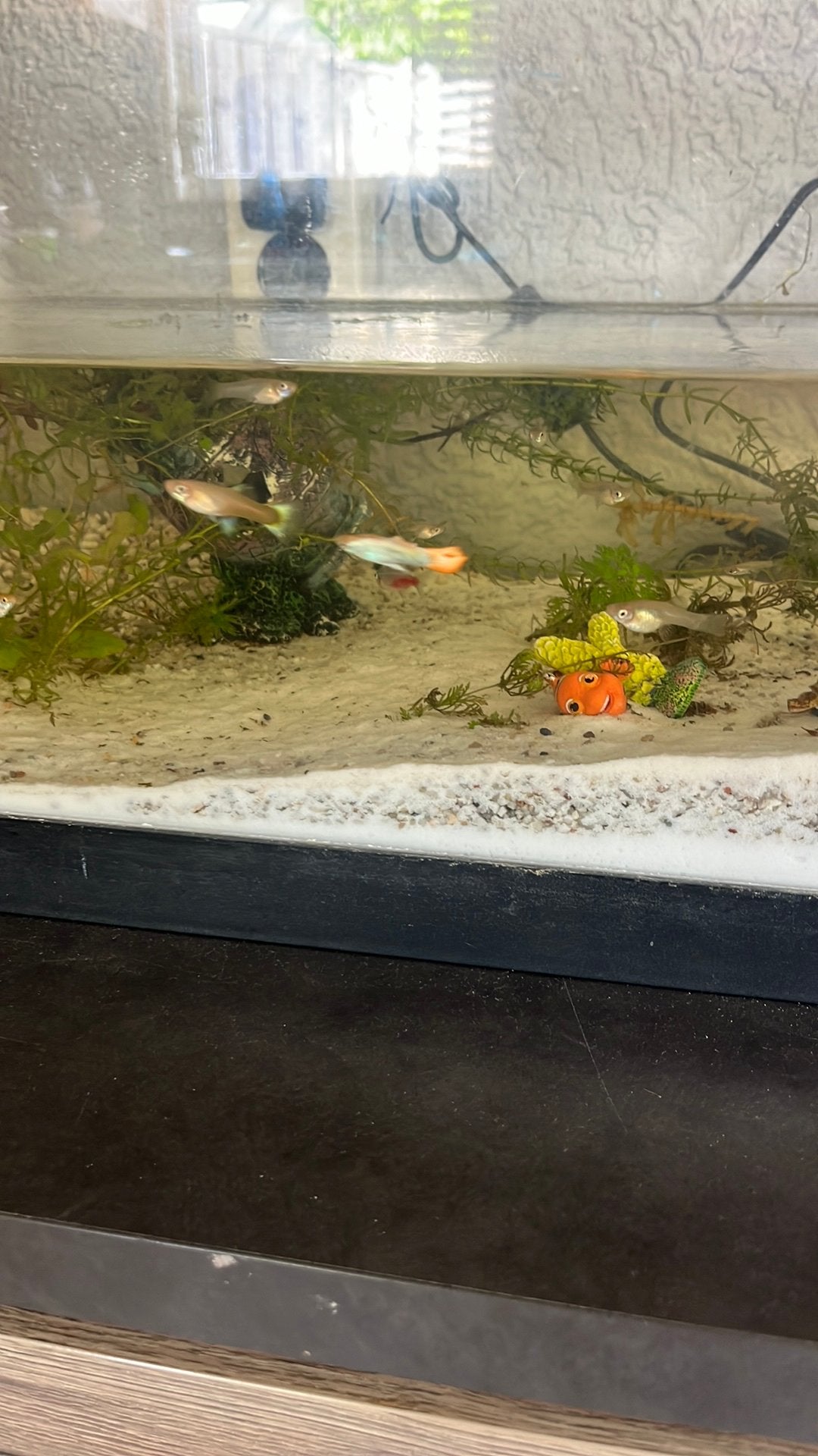 Guppies, Dieren en Toebehoren, Vis