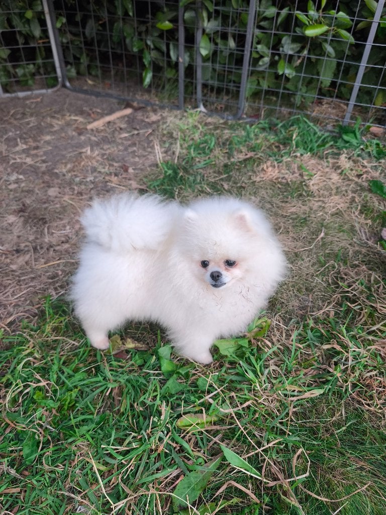 Pomerian, Particulier, Keeshond, 15 weken tot 1 jaar, Reu