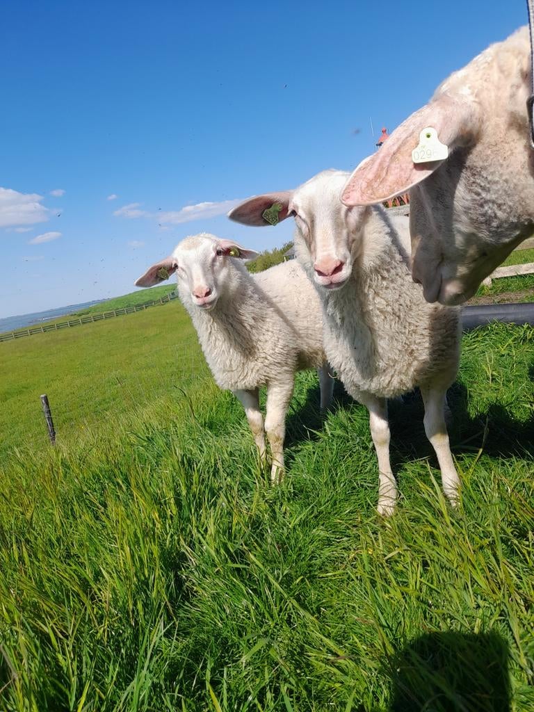 Friese melkschapen, lammeren, ooien, zoogstellen, Vrouwelijk, Schaap