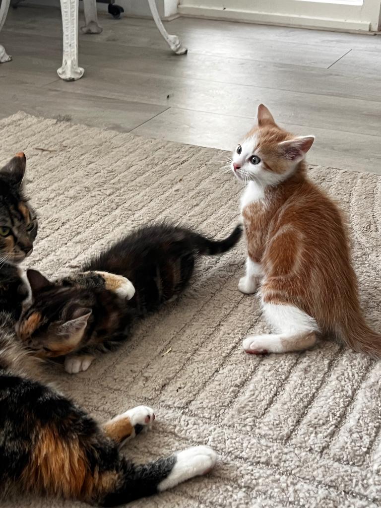 3kittens 10 weken oud, Meerdere dieren, 0 tot 2 jaar