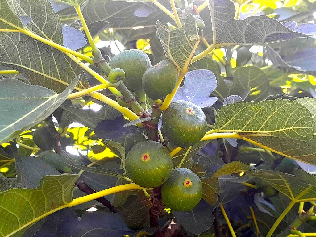 Winterharde Vijg Ficus carica, Volle zon, Vaste plant, Zomer, Ophalen