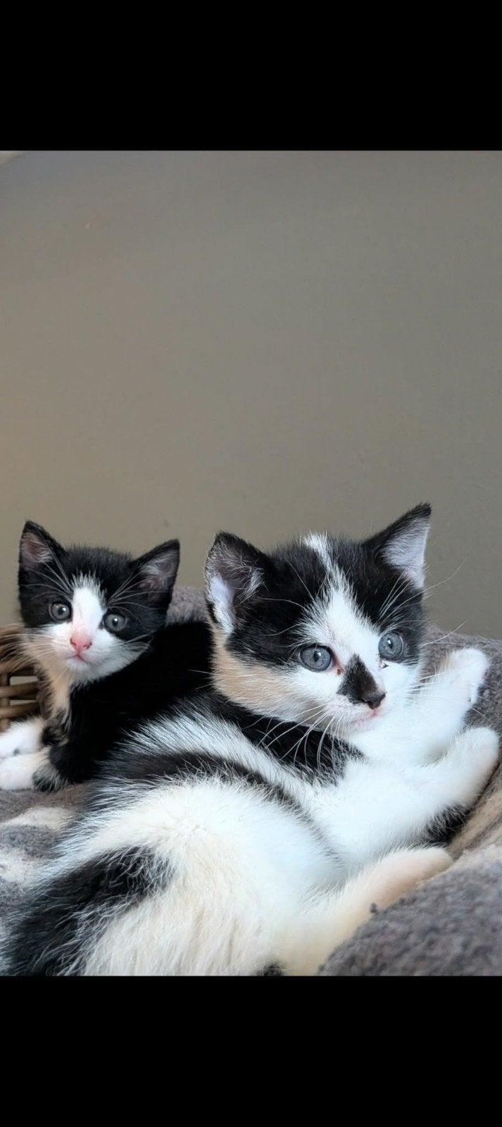 kittens te koop