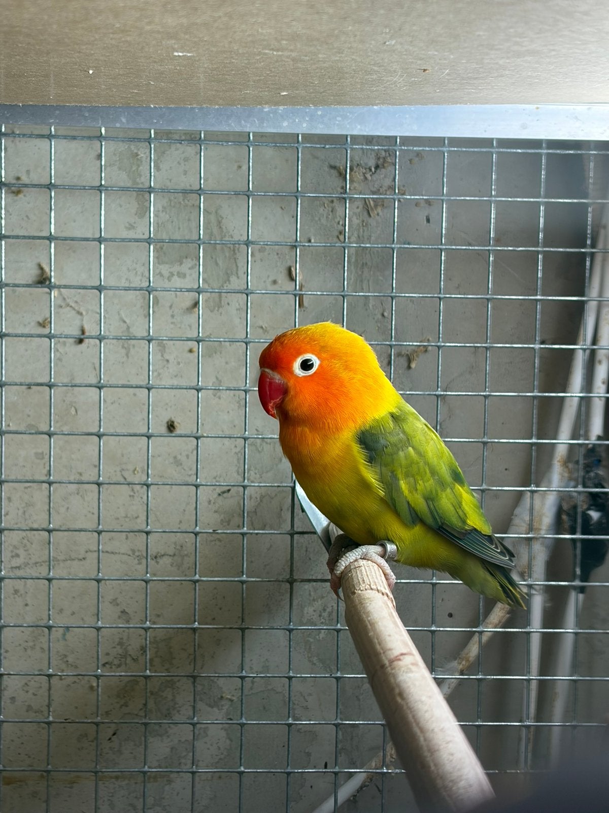 Gezocht oudere agapornis man, Dieren en Toebehoren, Vogels | Parkieten en Papegaaien, Dwergpapegaai of Agapornis, Mannelijk, Geringd