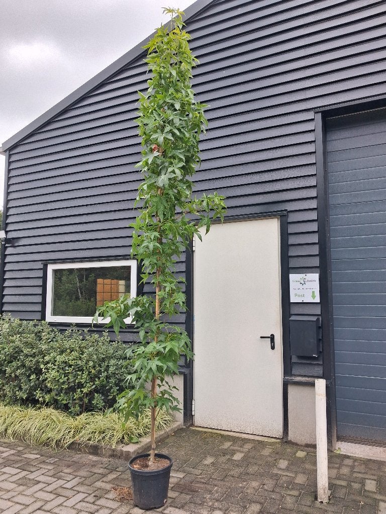 Liquidambar 'Slender Sillouette' ZUILBOOM! €95,-, Tuin en Terras, Planten | Bomen, In pot, Bloeit niet, Halfschaduw, Ophalen of Verzenden
