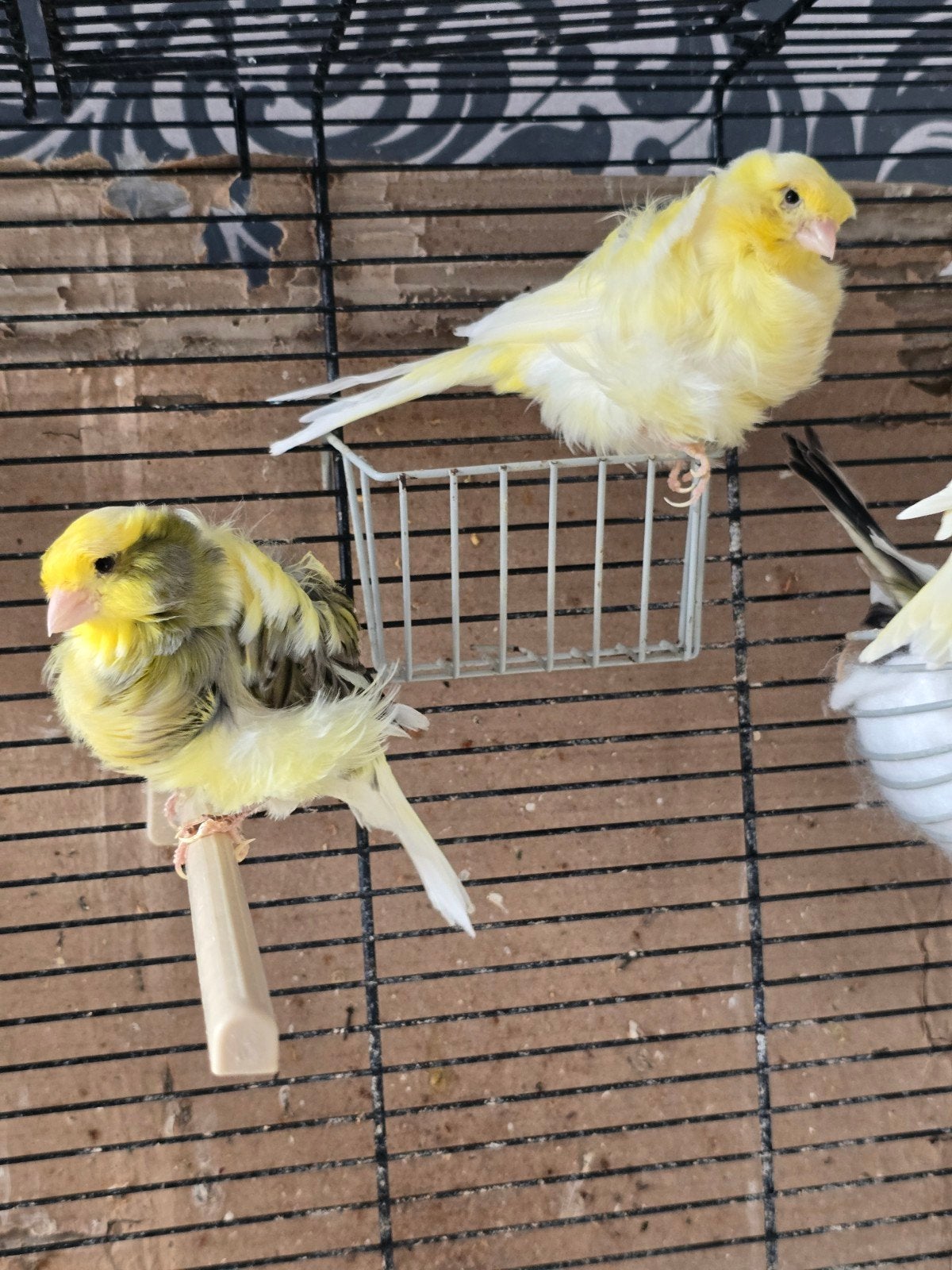 Kanariekoppel met kooi, Dieren en Toebehoren
