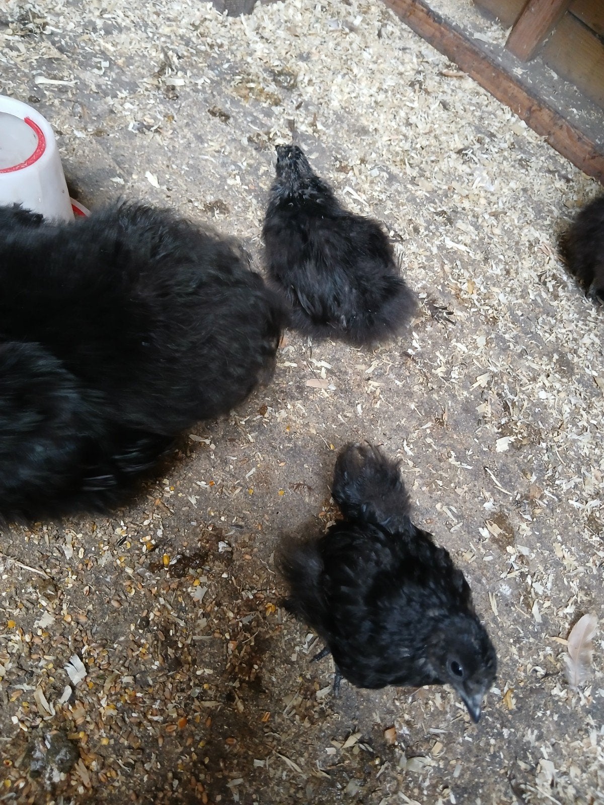 Zijdehoenkuikens, Dieren en Toebehoren, Pluimvee, Geslacht onbekend, Kip