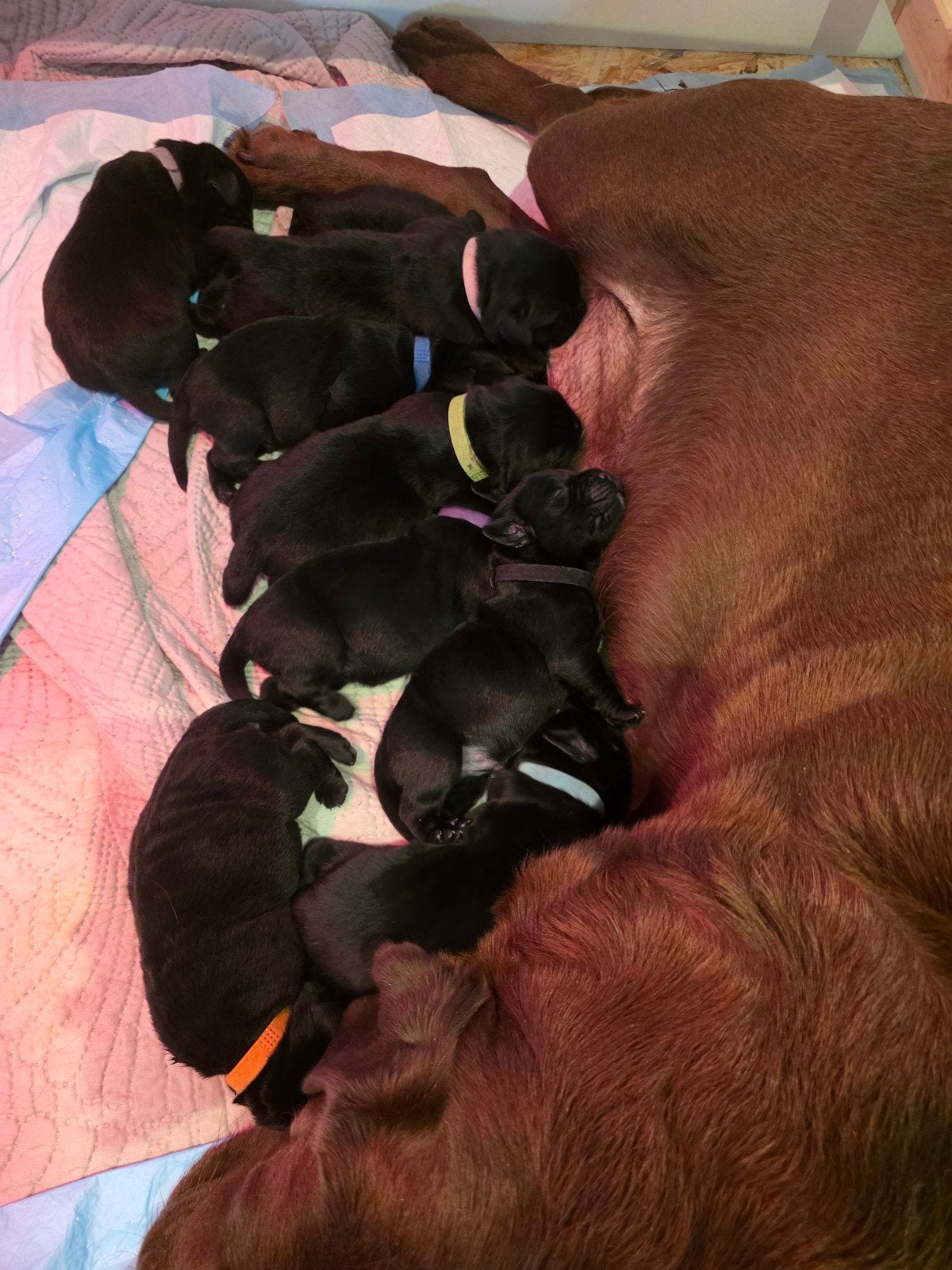 prachtige zwarte Labrador pups., 8 tot 15 weken, Labrador retriever, Meerdere, Meerdere dieren
