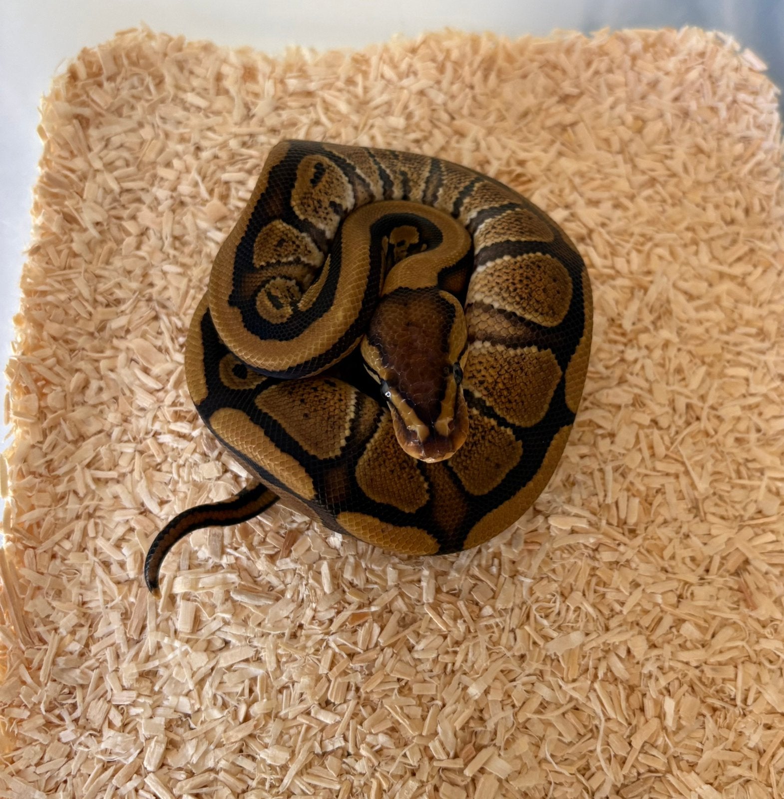 Red Stripe dh DG Clown man koningspython ballpython Ball Python - male for sale from willems