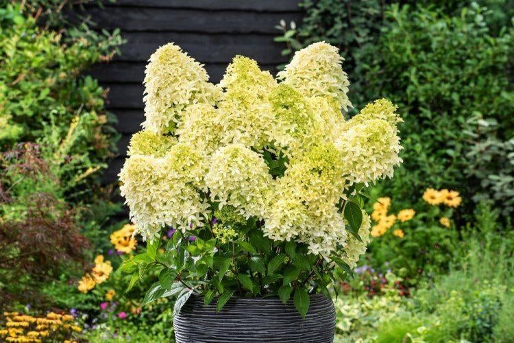 Pluimhortensia, Hydrangea Paniculata Skyfall, Tuin en Terras, Planten | Tuinplanten, Vaste plant, Halfschaduw, Zomer, Ophalen