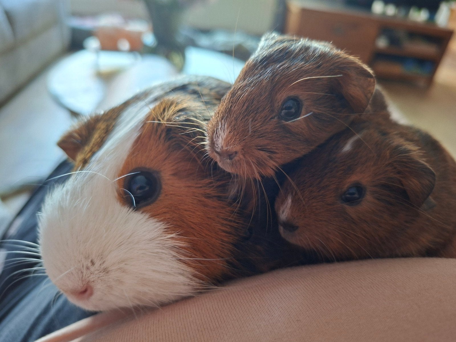 1 zeugje beschikbaar, Dieren en Toebehoren, Cavia, Juli, Vrouwelijk, Tam