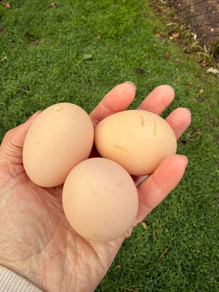 Raszuivere brahma broedeieren, Dieren en Toebehoren, Pluimvee, Kip, Geslacht onbekend