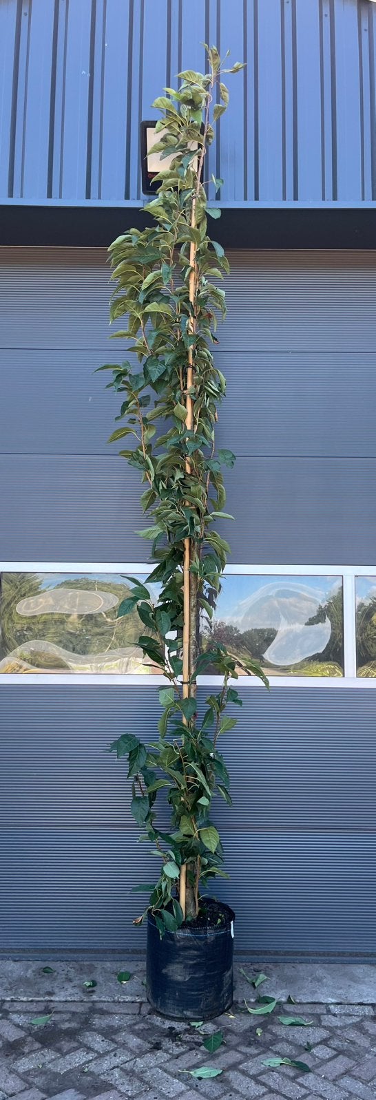 Prunus ser. Amanogawa sierkers, Tuin en Terras, Lente, 250 tot 400 cm, Zuilboom, Ophalen