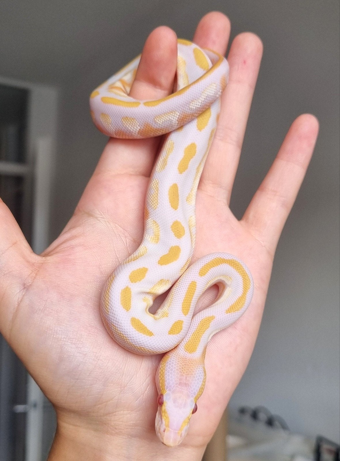 1.0 blackhead mojave lavender albino 66% het pied, Slang, 0 tot 2 jaar
